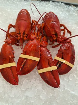 Lobster Cooked - Lobster Cooked - Lobster Cooked