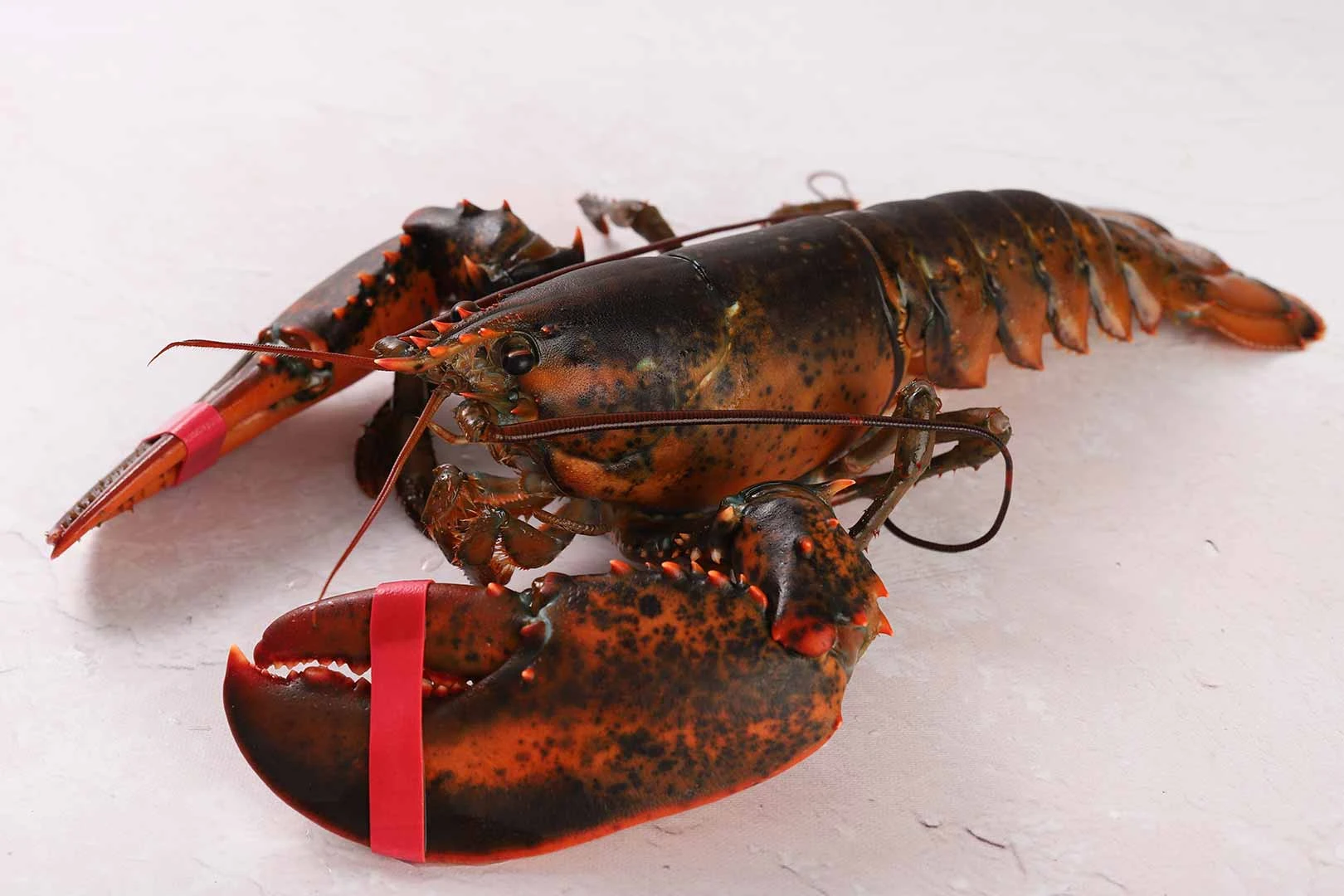 live-maine-lobster-fresh.jpg