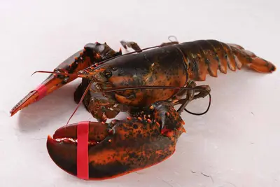 Lobster Live - Lobster Live