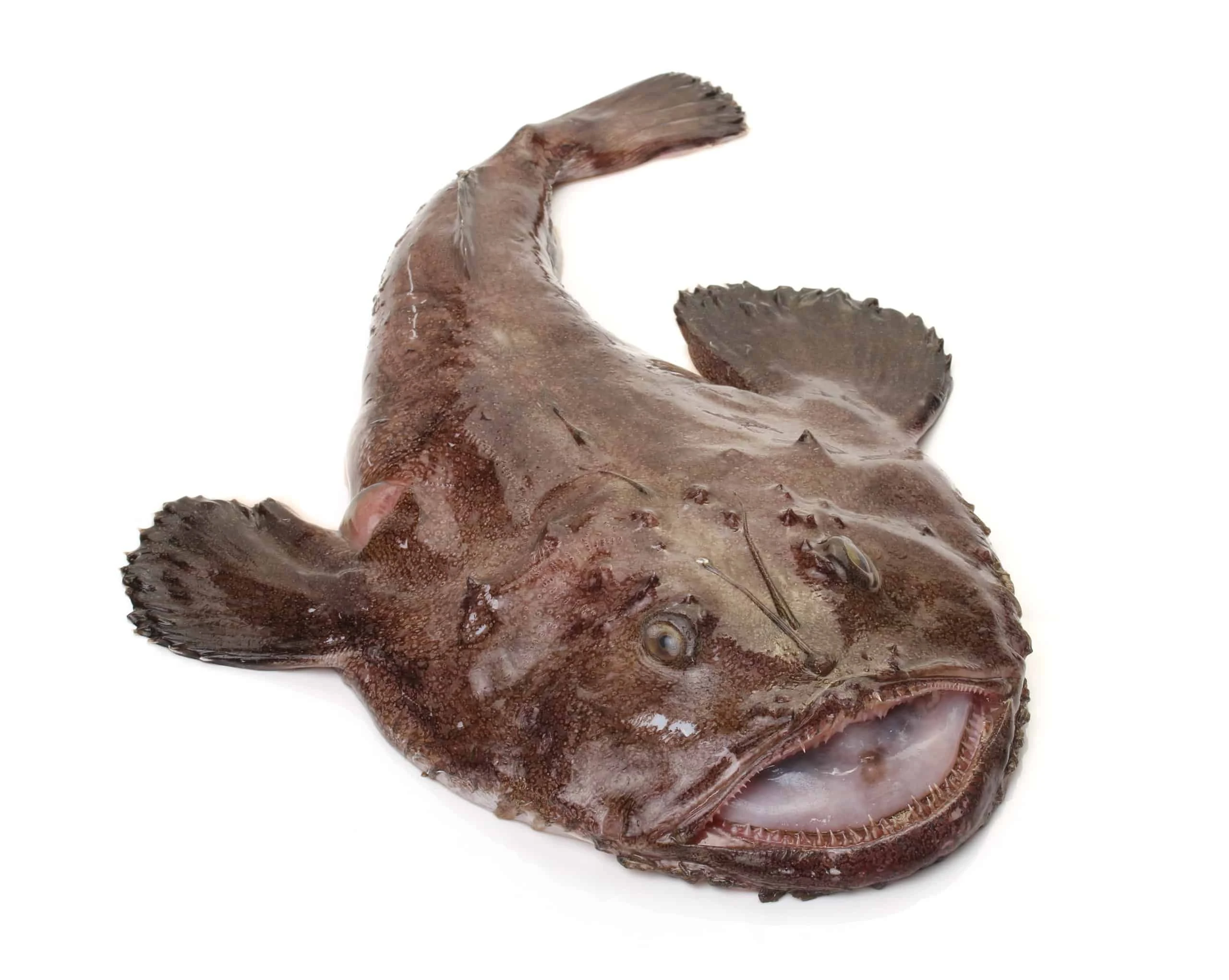 monkfish.jpeg