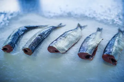 Salt Herring - Salt Herring - Salt Herring