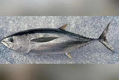 DHON Tuna Big Eye Frs - DHON Tuna Big Eye Frs