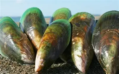 Green Mussels Frozen - Green Mussels Frozen