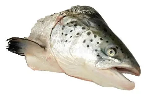 salmon head.webp