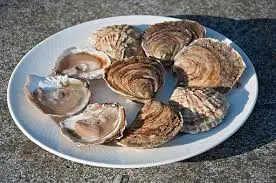 Oysters - C-D-OysterMaine