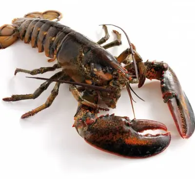 Quarters - Live Lobster