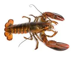 Chix - Live Lobster