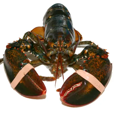 Halves - Live Lobster